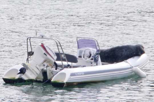10 April 2021 - 09-37-41

----------------
Windo the Dartmouth seal moves home
